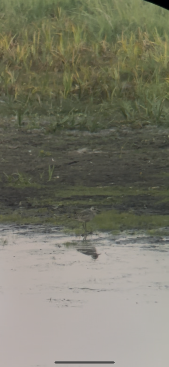 Black-bellied Plover - ML642514514