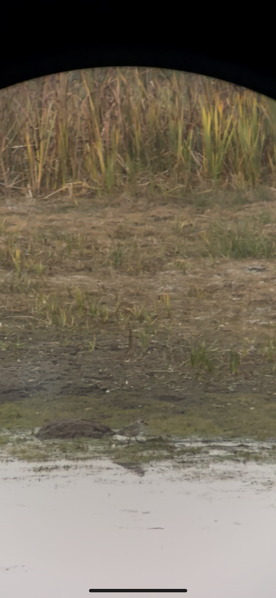 Black-bellied Plover - ML642514515