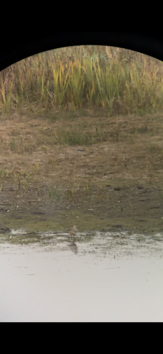 Black-bellied Plover - ML642514516
