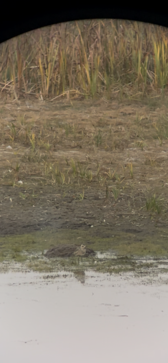 Black-bellied Plover - ML642514517