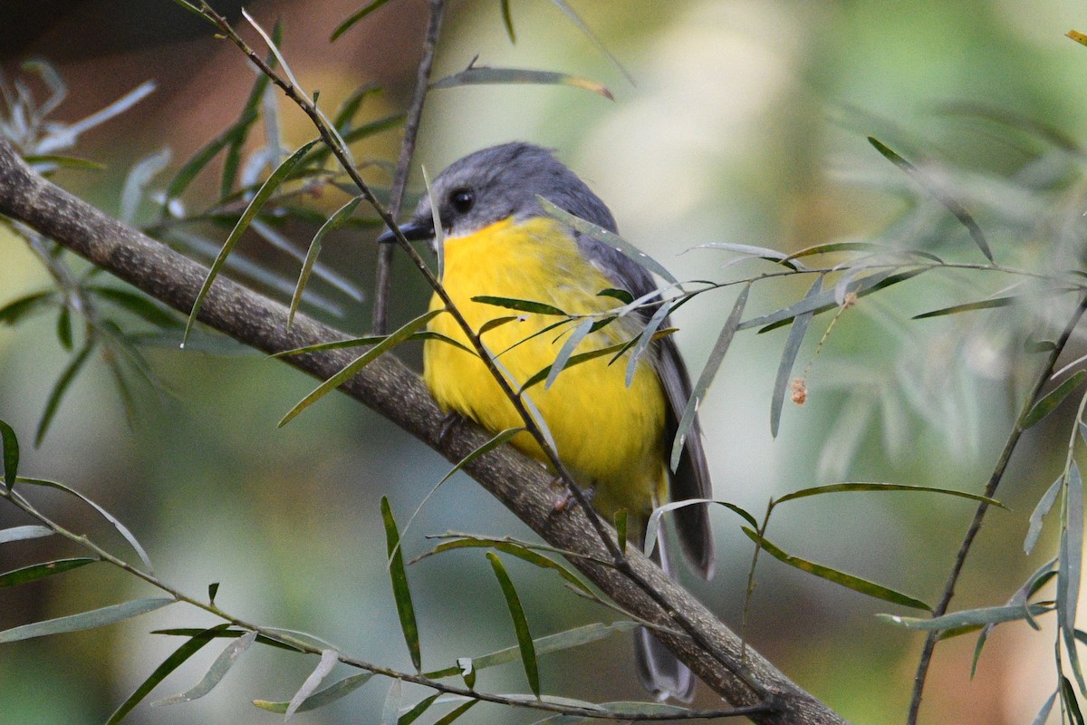 Eastern Yellow Robin - ML642514525