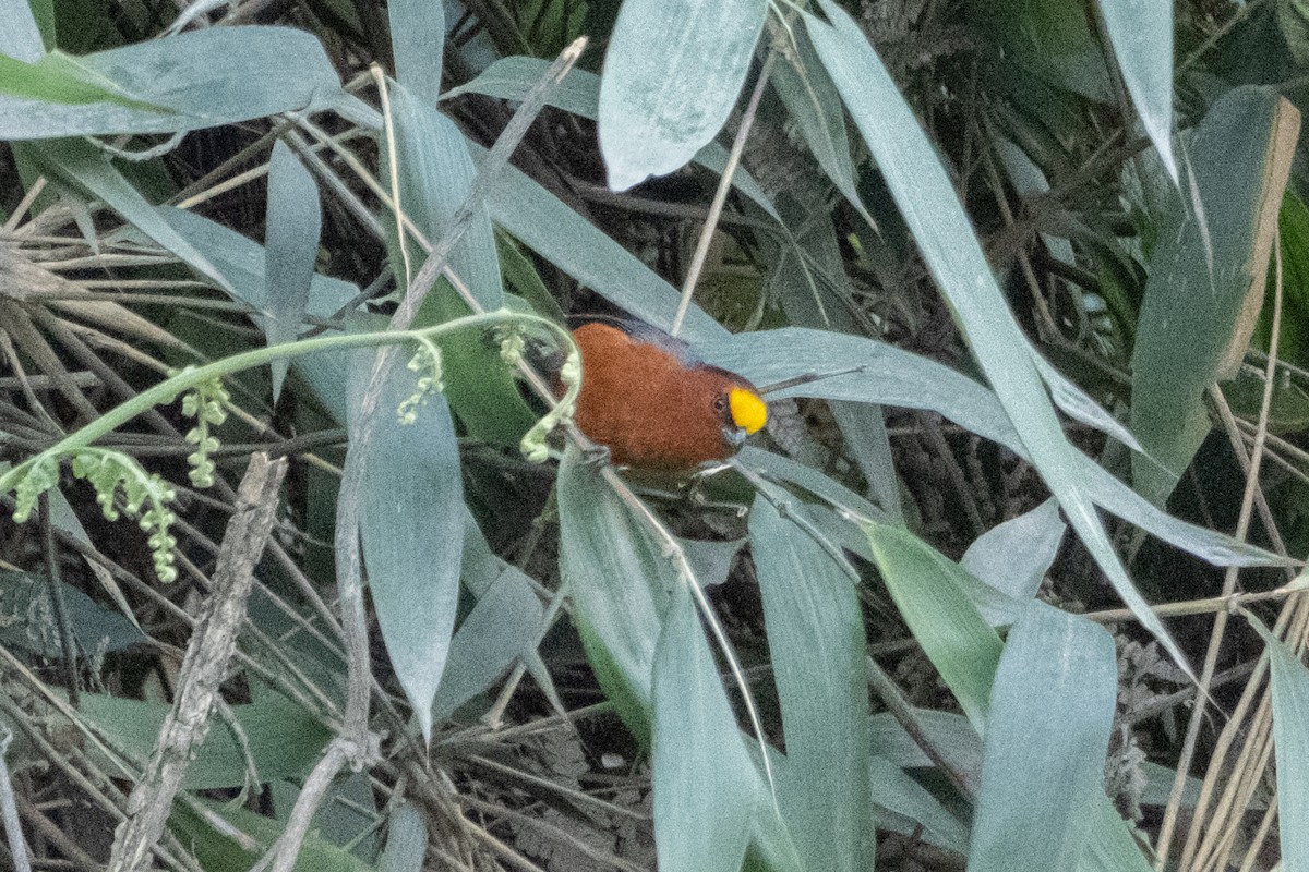 Plushcap - ML642514543