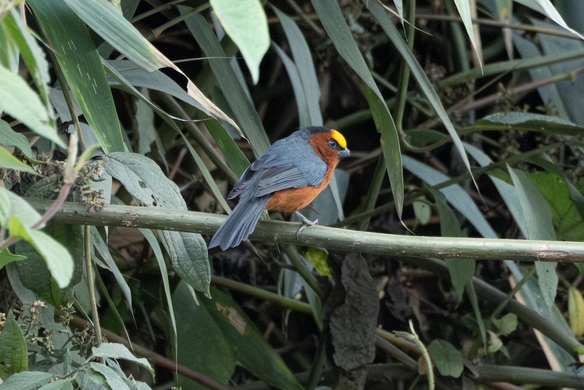 Plushcap - ML642514544