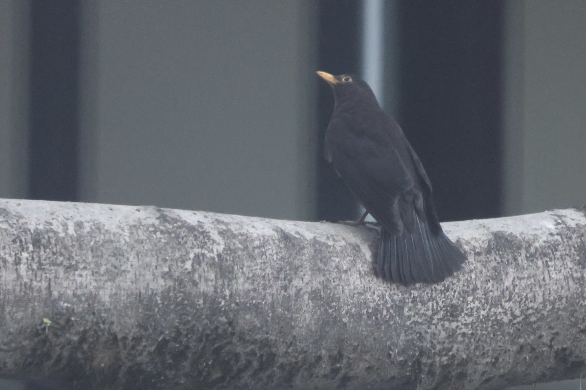 Chinese Blackbird - ML642514556