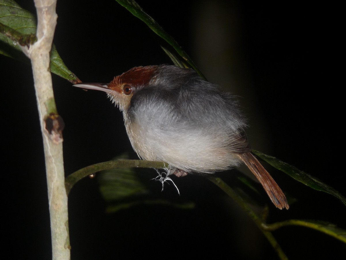 Rufous-tailed Tailorbird - ML642514557