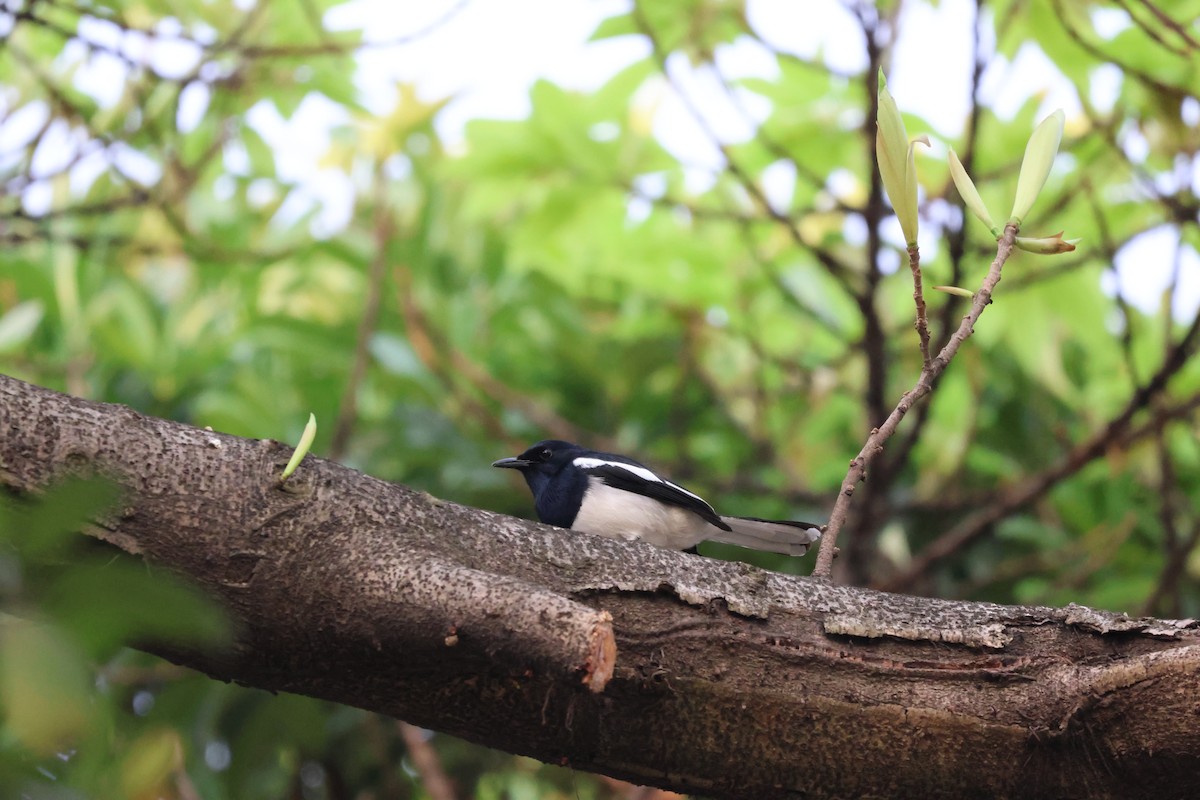 Oriental Magpie-Robin - ML642514560