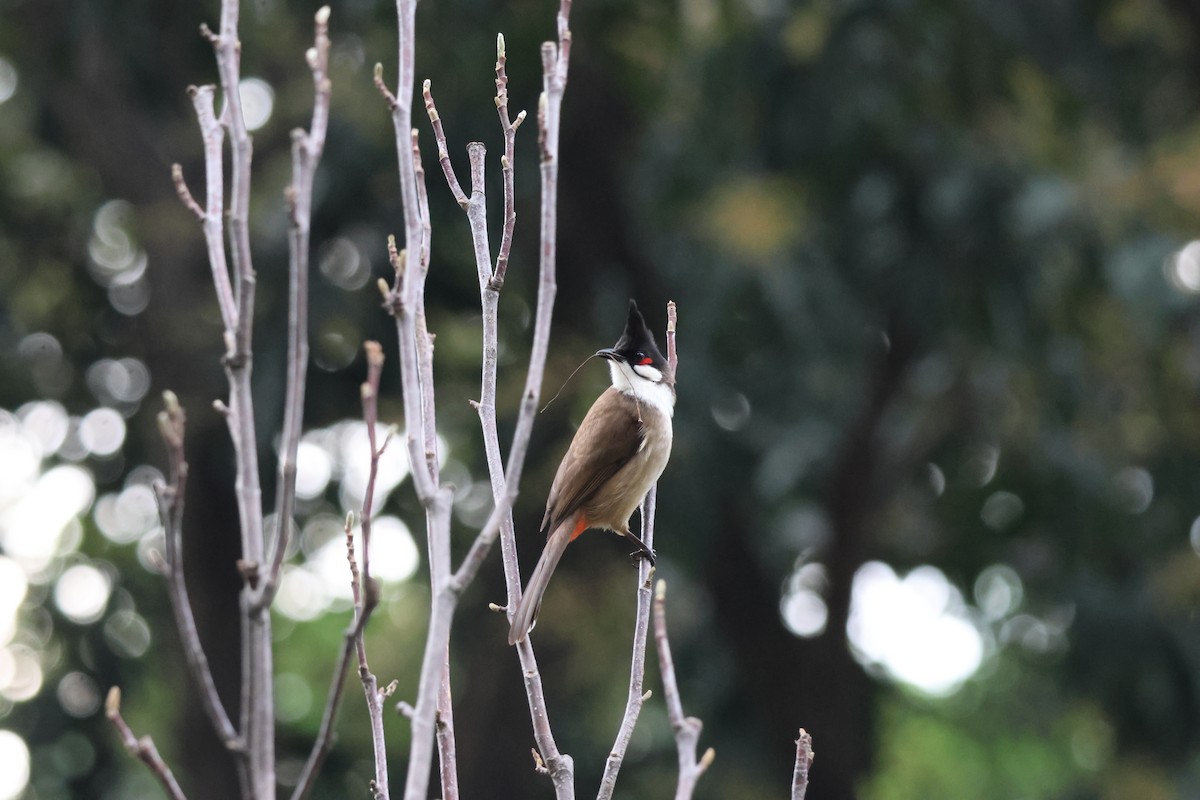 Red-whiskered Bulbul - ML642514562