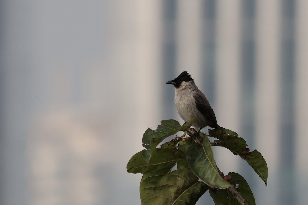 Sooty-headed Bulbul - ML642514570