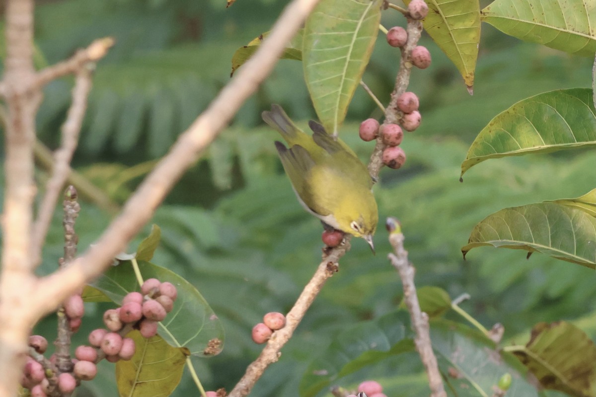 Swinhoe's White-eye - ML642514574