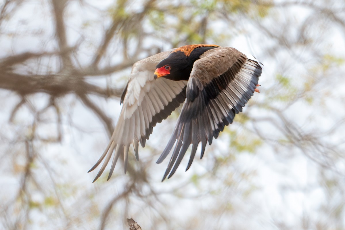 Bateleur - ML642514581