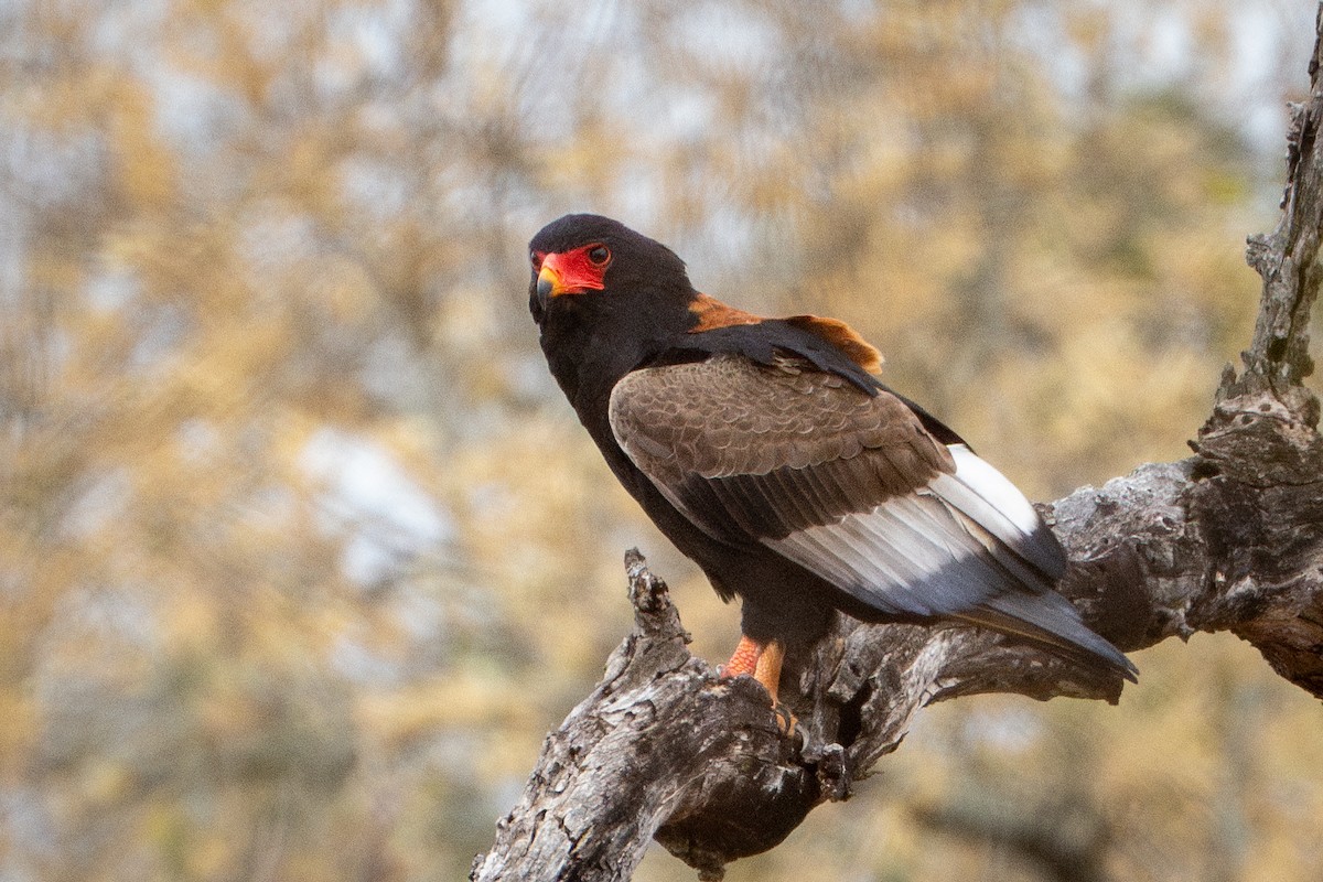 Bateleur - ML642514583