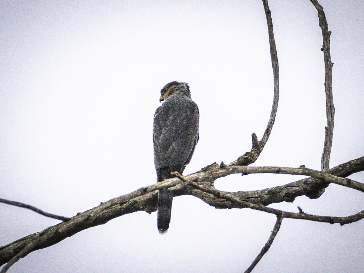 Cooper's Hawk - ML642514588