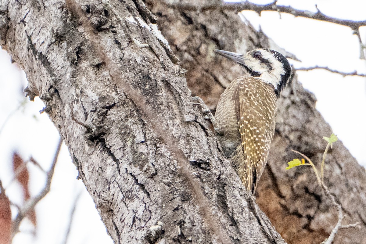 Bearded Woodpecker - ML642514606