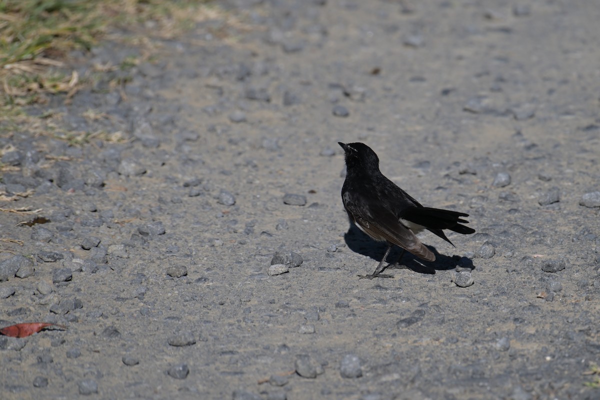 Willie-wagtail - ML642514709