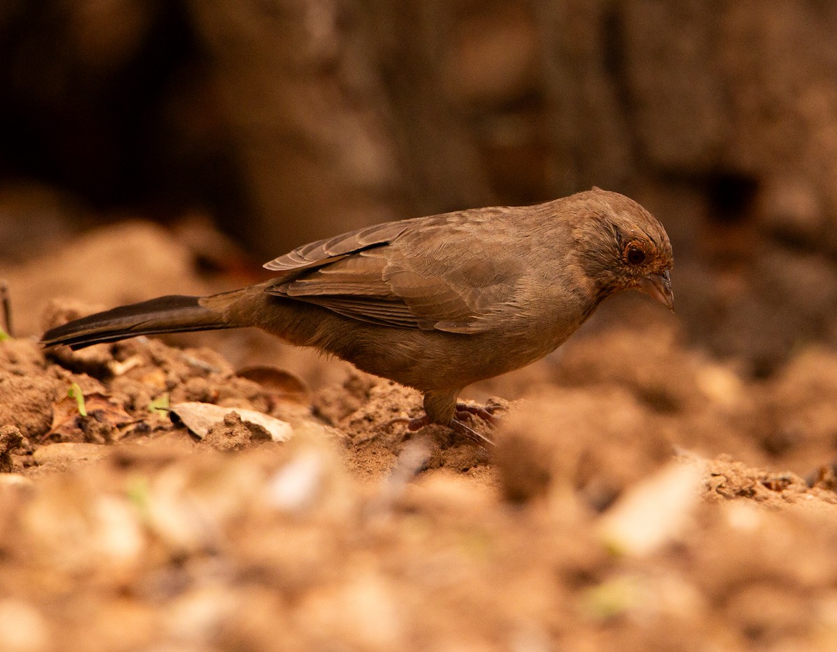 California Towhee - ML642514711