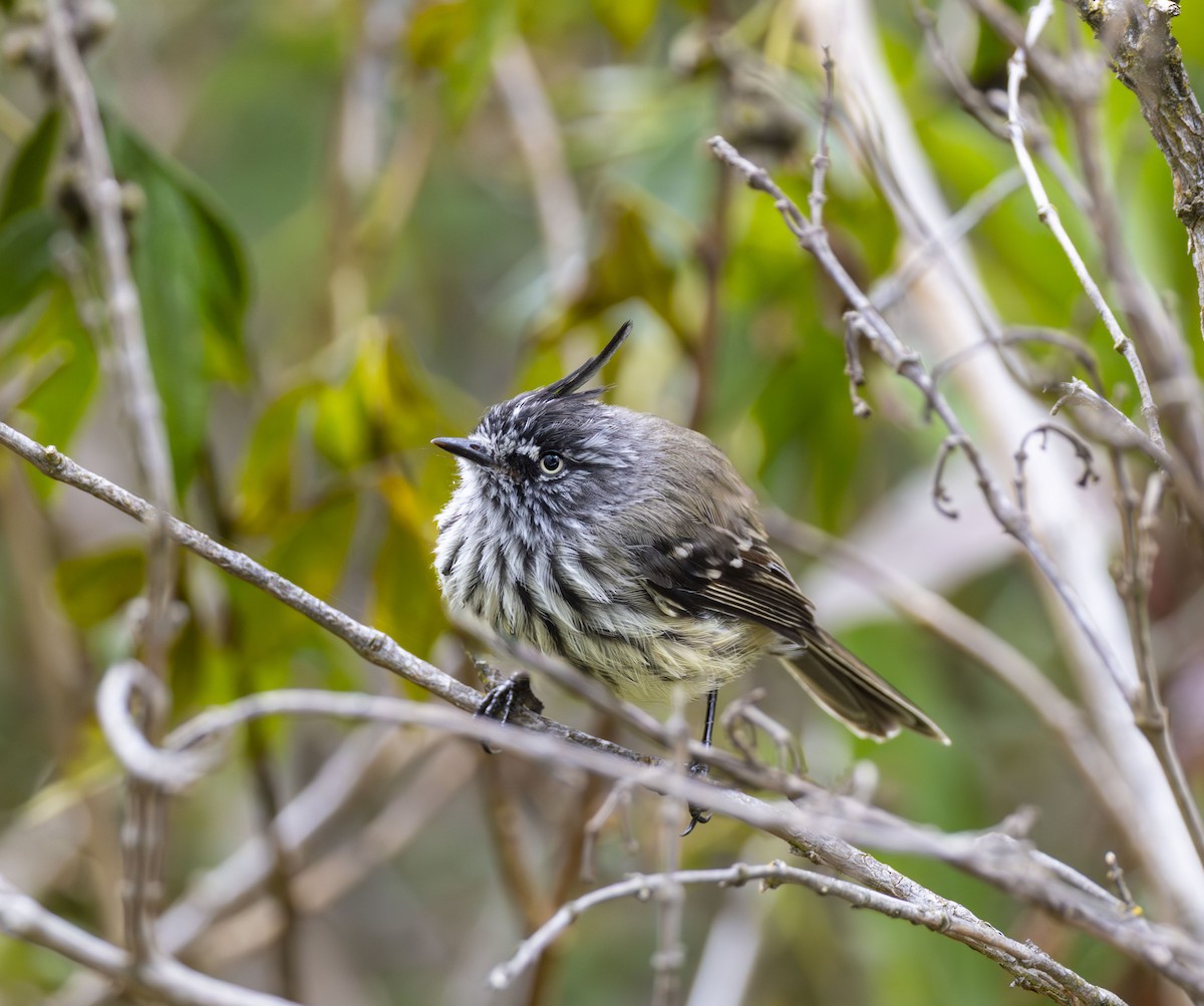 Tufted Tit-Tyrant - ML642514716