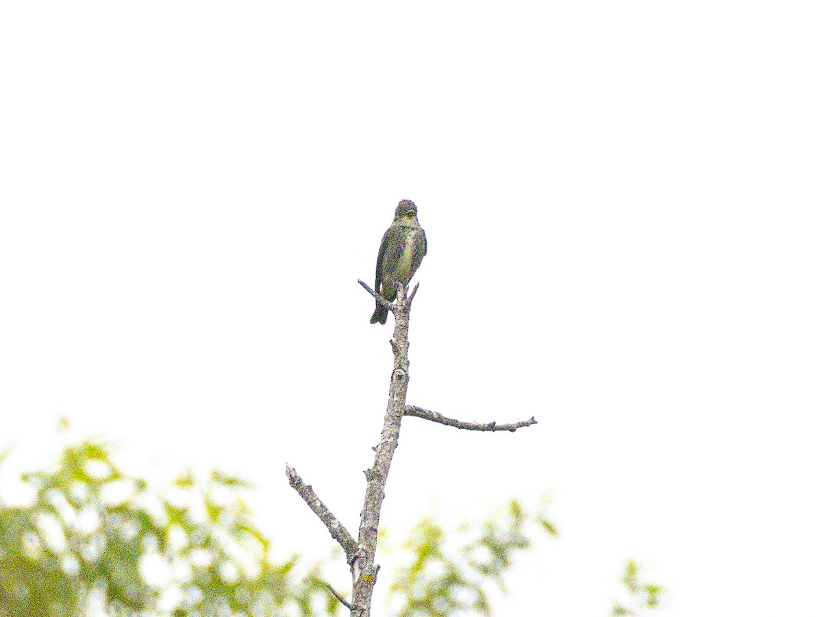 Olive-sided Flycatcher - ML642514719