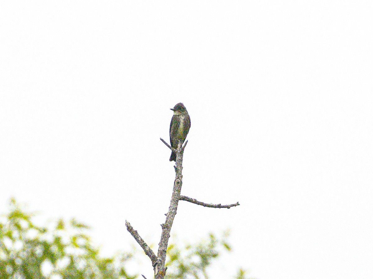 Olive-sided Flycatcher - ML642514720