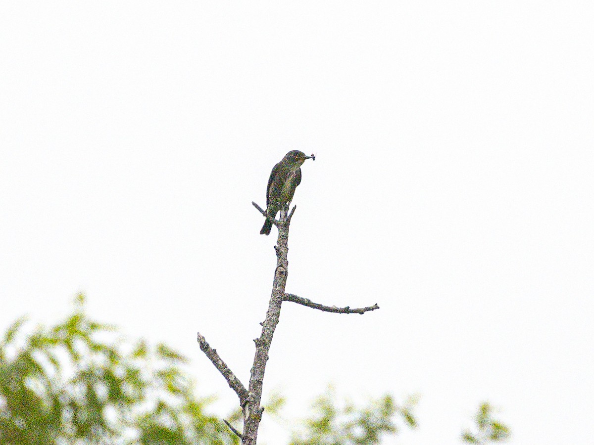Olive-sided Flycatcher - ML642514721