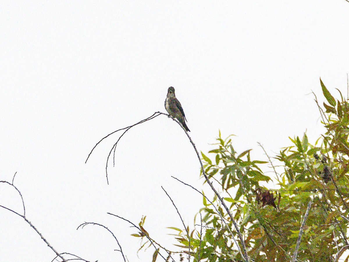 Olive-sided Flycatcher - ML642514722