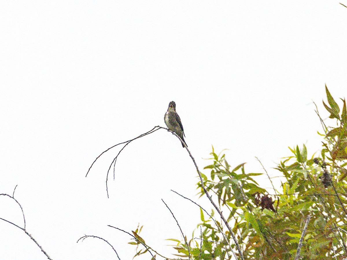 Olive-sided Flycatcher - ML642514723