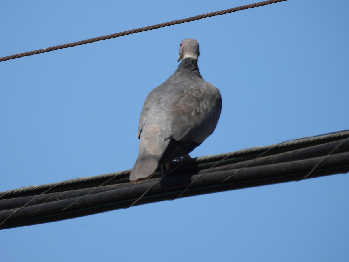 Band-tailed Pigeon - ML642514725
