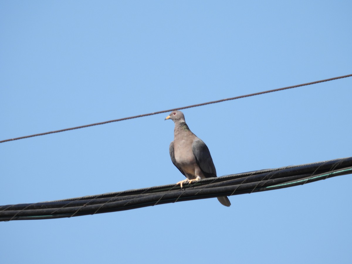 Band-tailed Pigeon - ML642514726