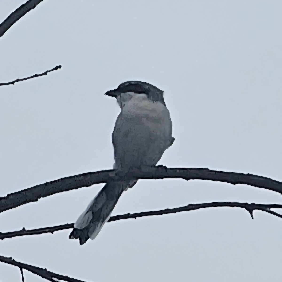 Loggerhead Shrike - ML642514730