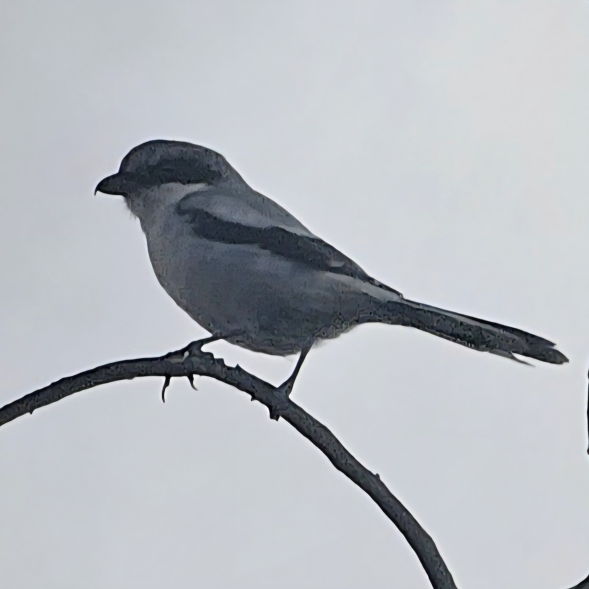 Loggerhead Shrike - ML642514731