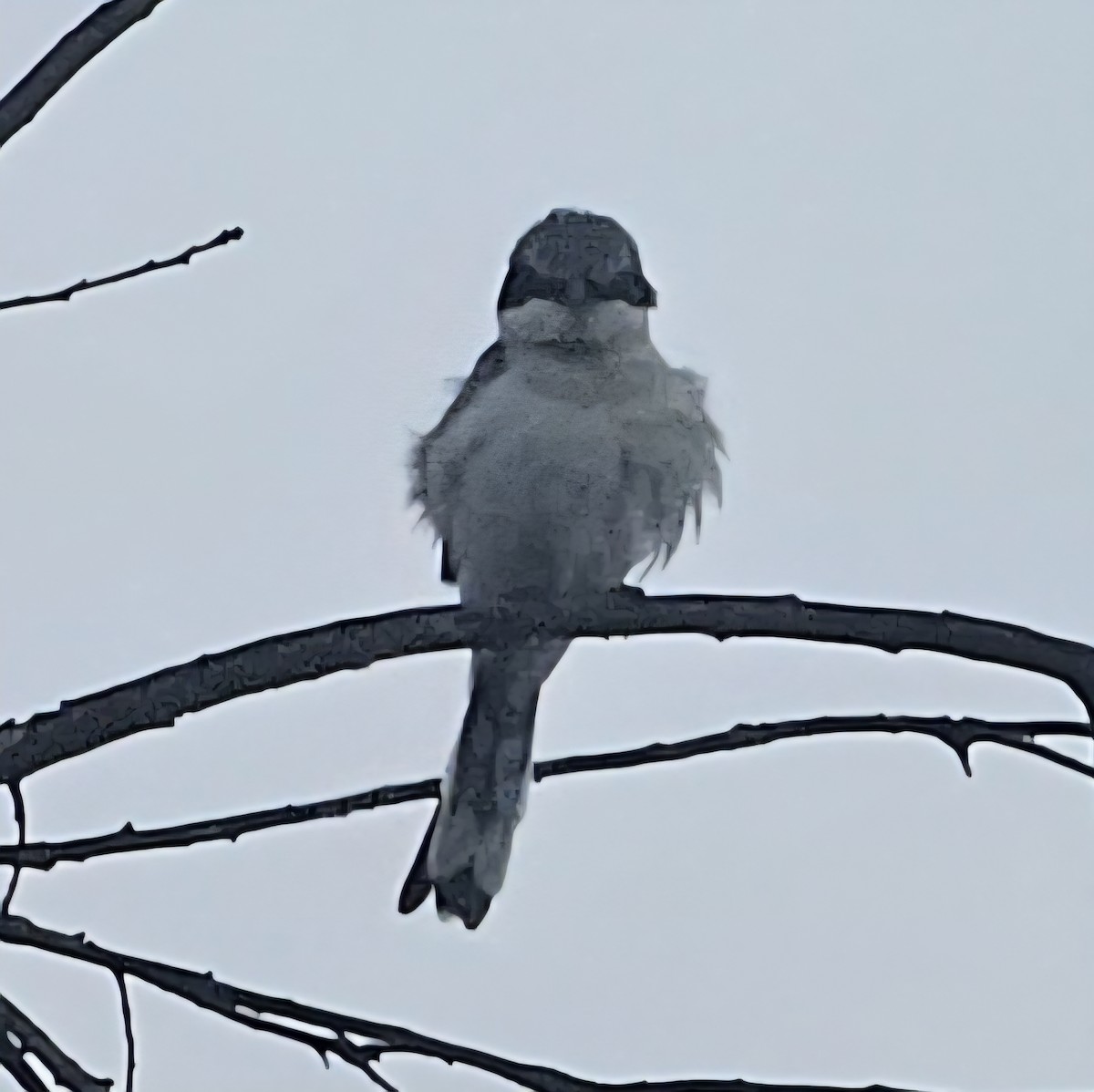 Loggerhead Shrike - ML642514732