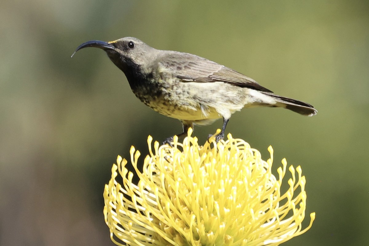 Amethyst Sunbird - ML642514733