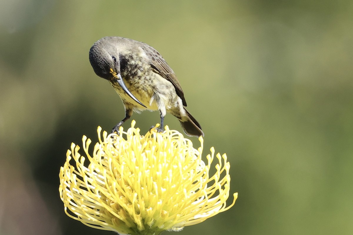 Amethyst Sunbird - ML642514734