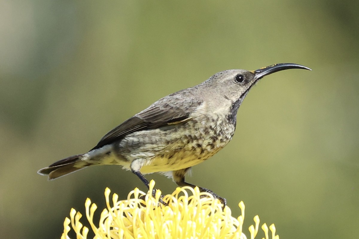 Amethyst Sunbird - ML642514735