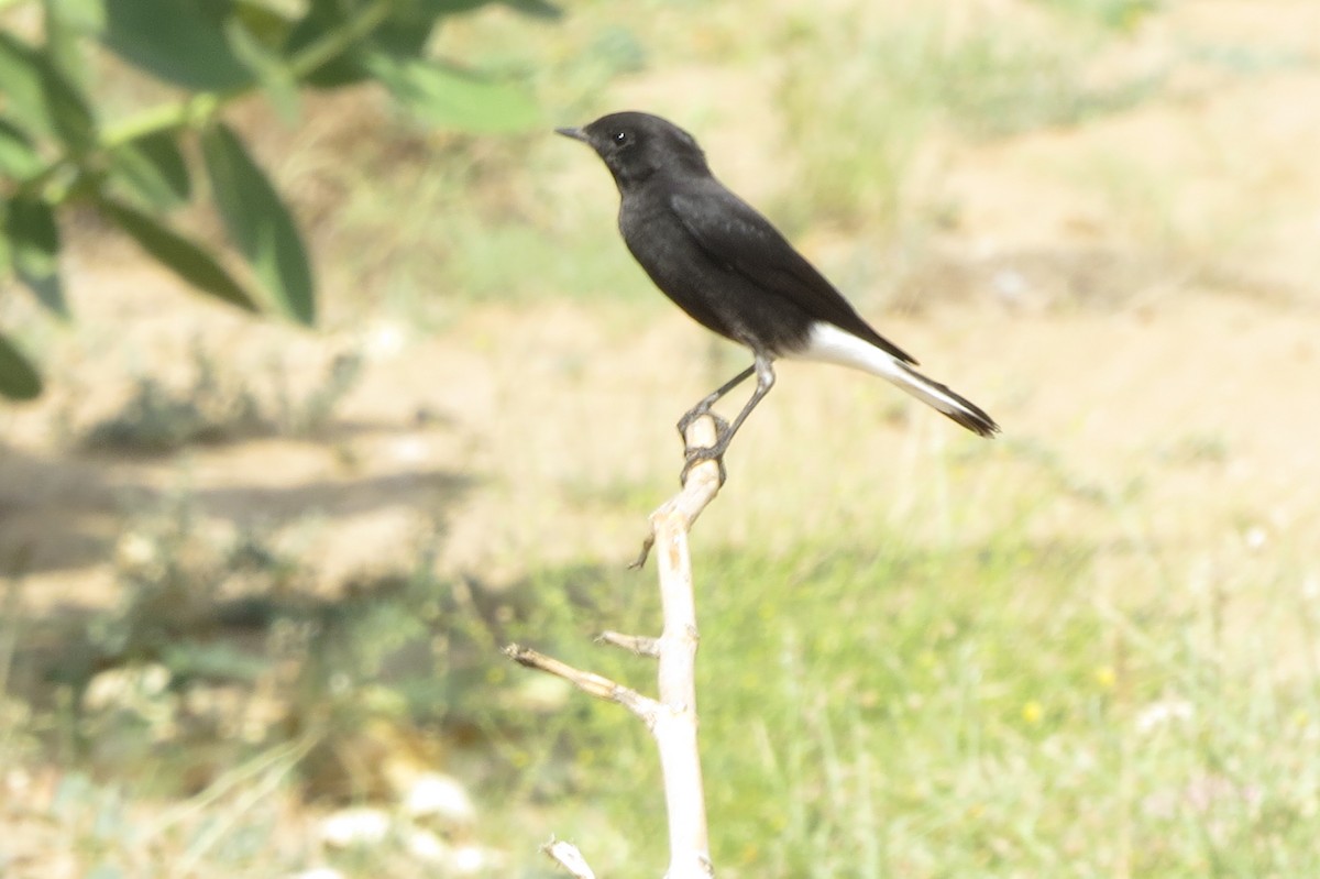 סלעית כהה - ML642514736