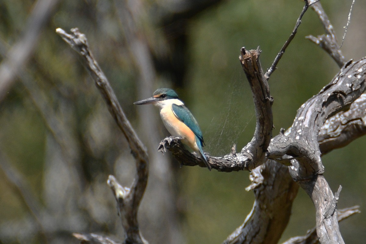 Sacred Kingfisher - ML642514737