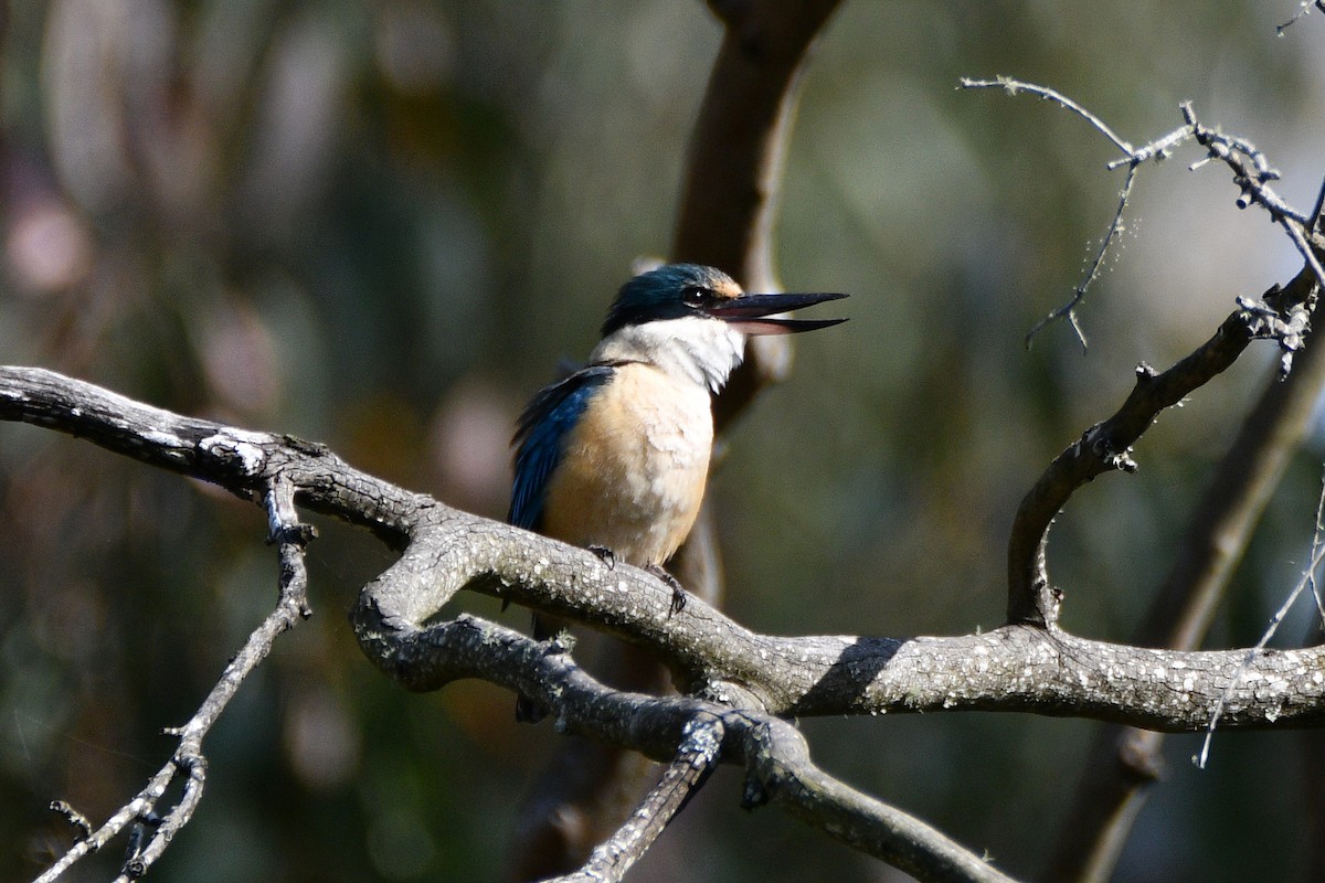 Sacred Kingfisher - ML642514738