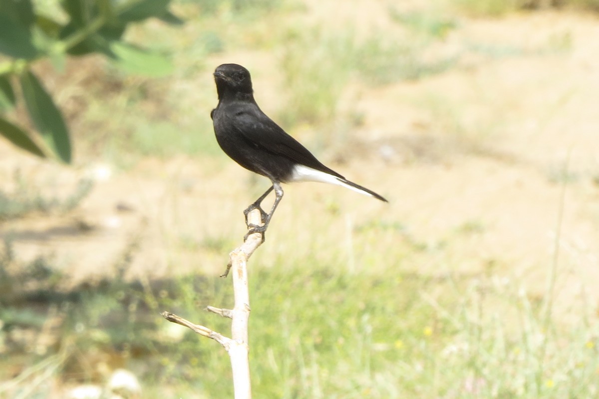סלעית כהה - ML642514739