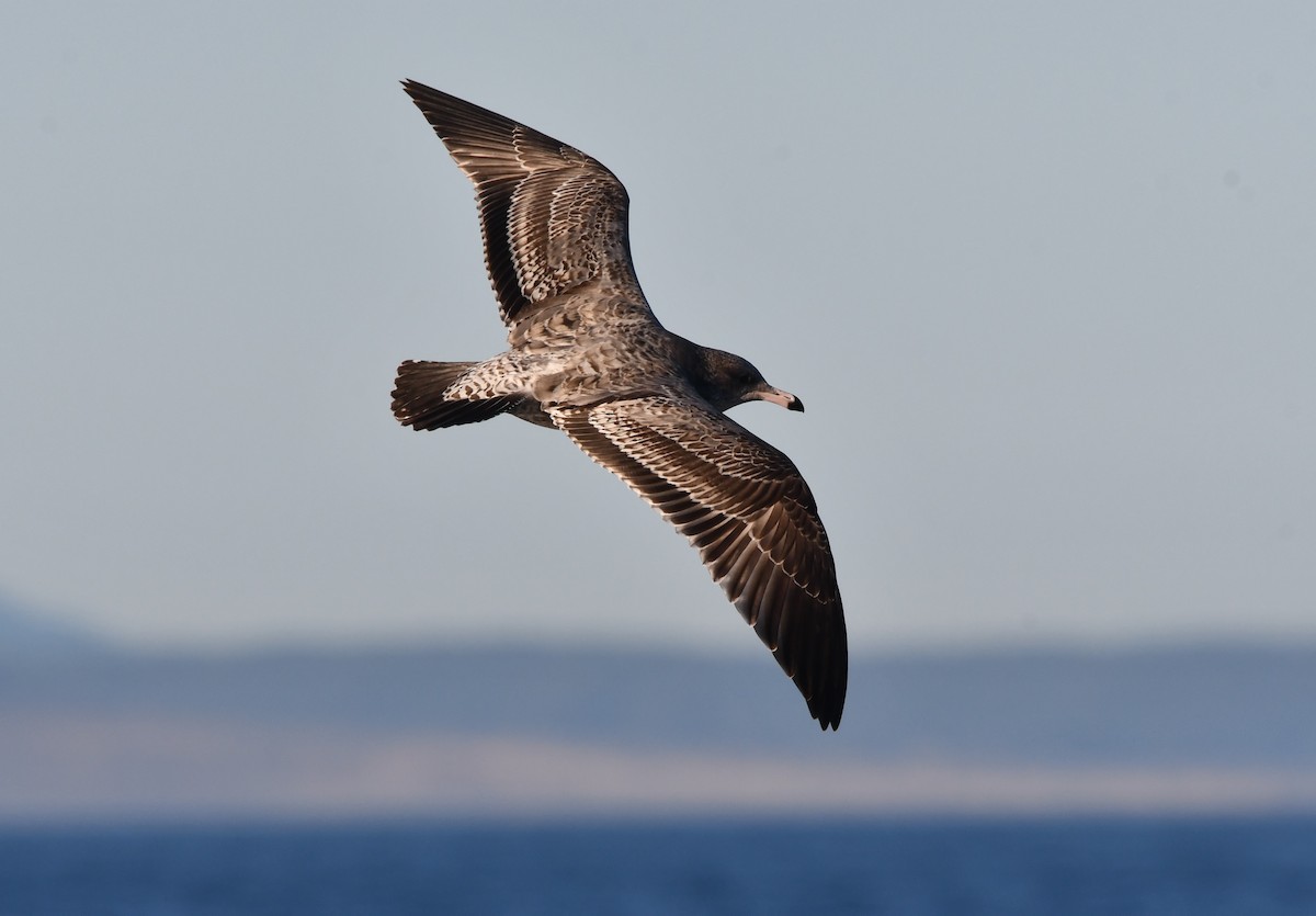 California Gull - ML642514740