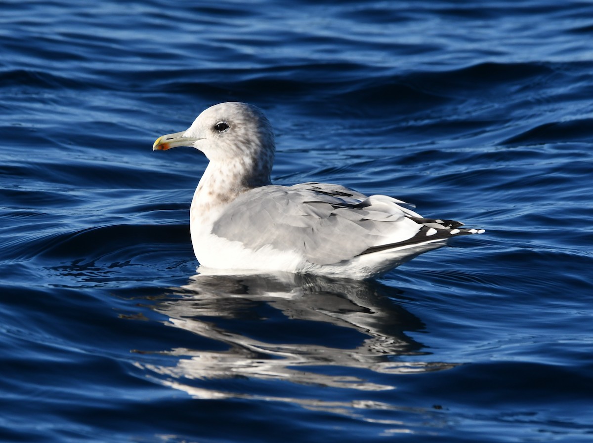 California Gull - ML642514741