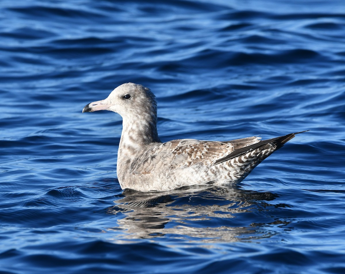 California Gull - ML642514742