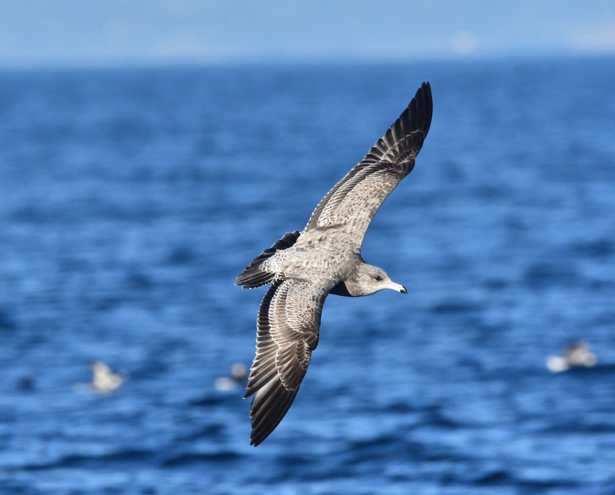 California Gull - ML642514743