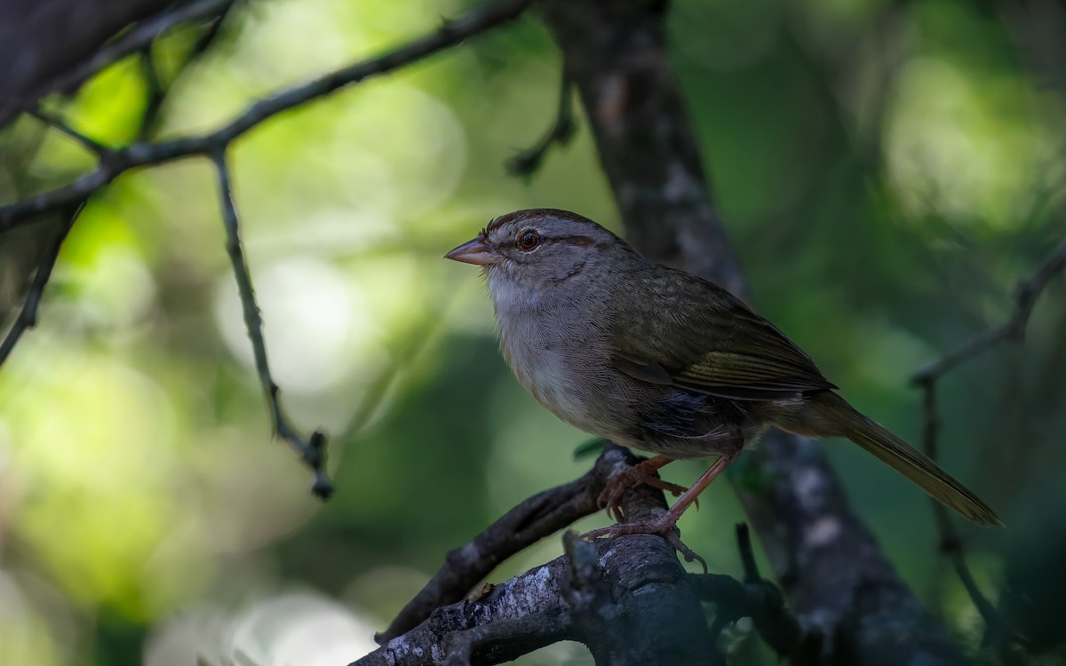 Olive Sparrow - ML642514752