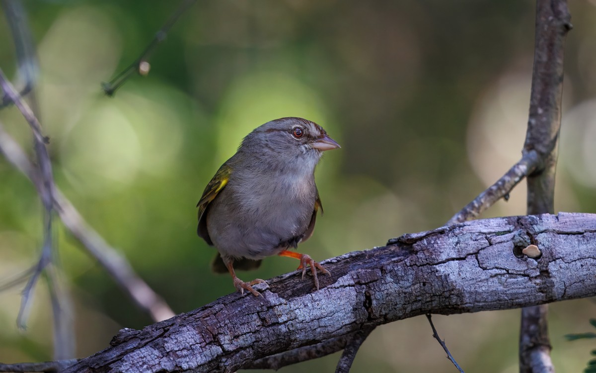 Olive Sparrow - ML642514755