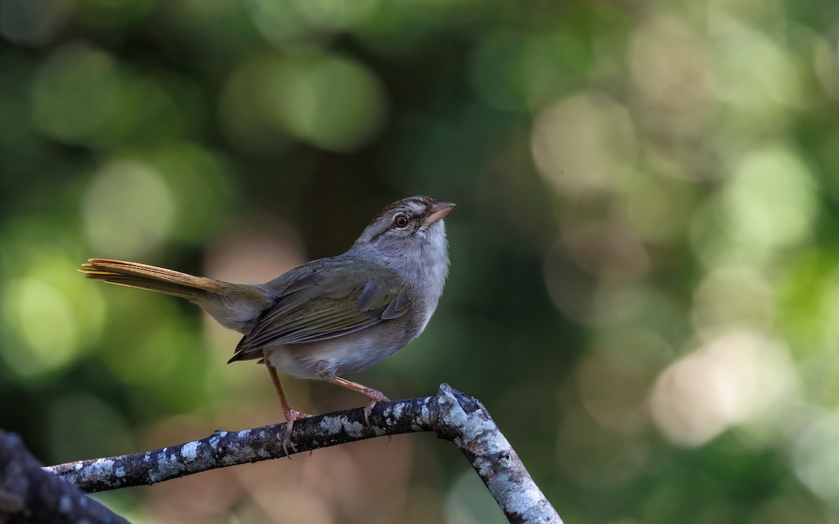 Olive Sparrow - ML642514756