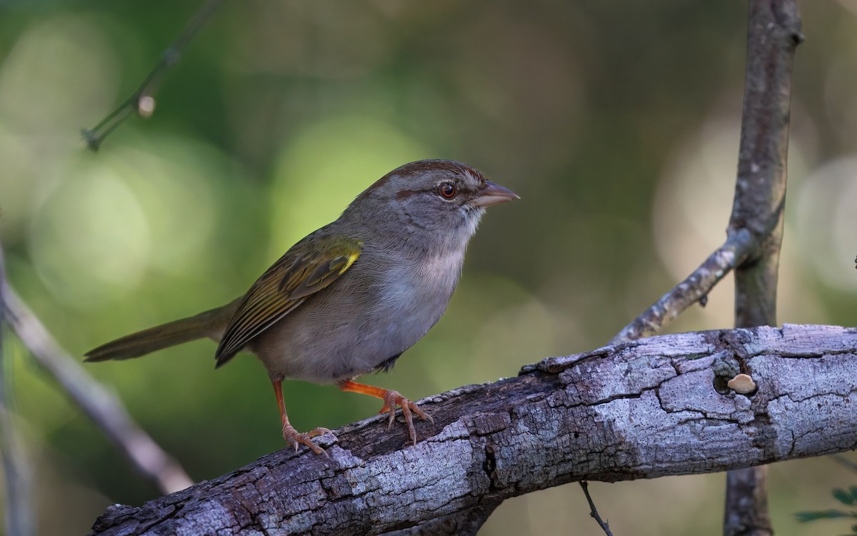 Olive Sparrow - ML642514757