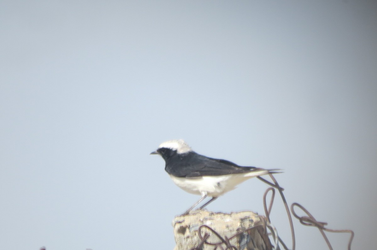 Variable Wheatear (Gould's) - ML642514762