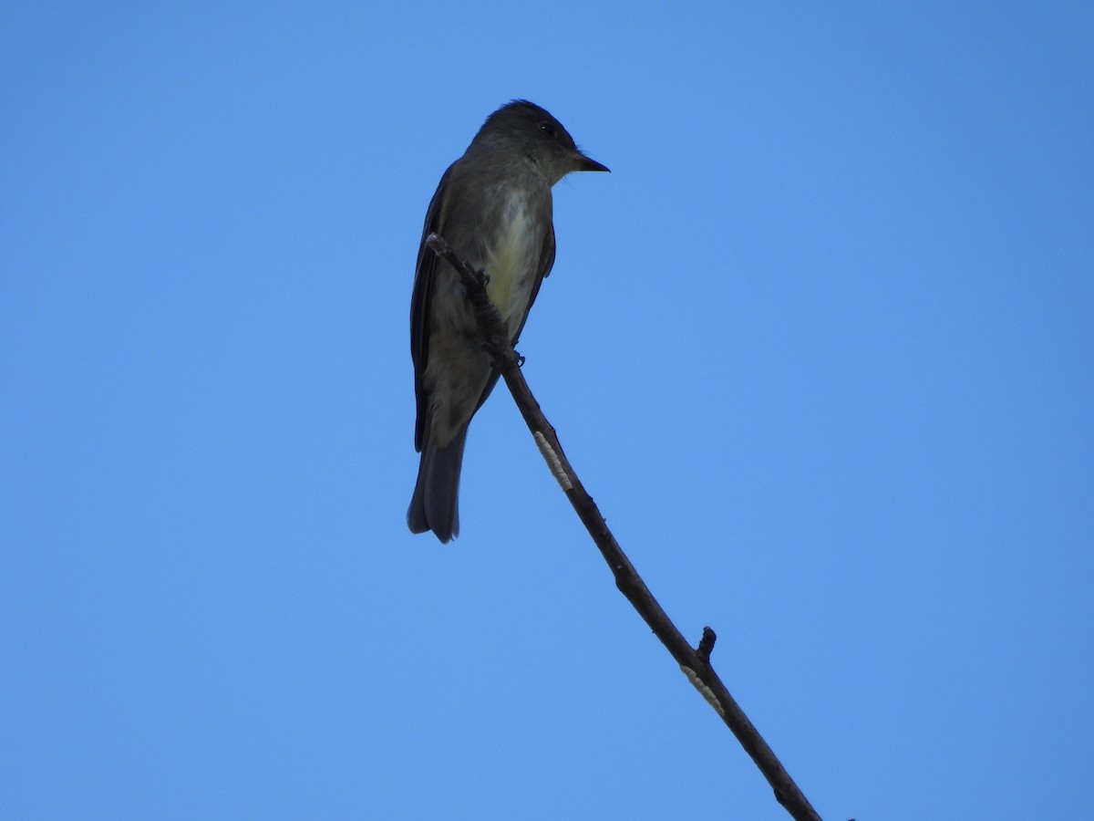 Olive-sided Flycatcher - ML642514766