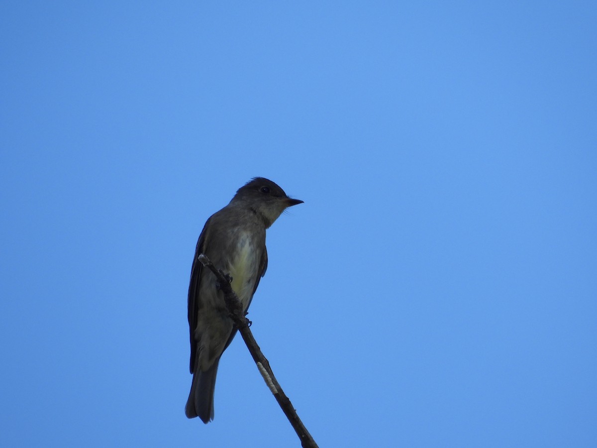 Olive-sided Flycatcher - ML642514767