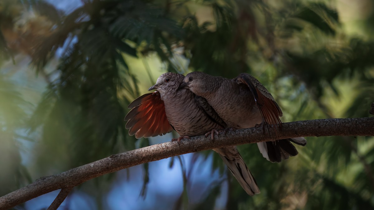 Inca Dove - ML642514771