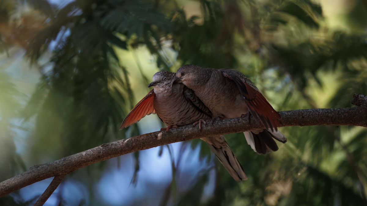 Inca Dove - ML642514772